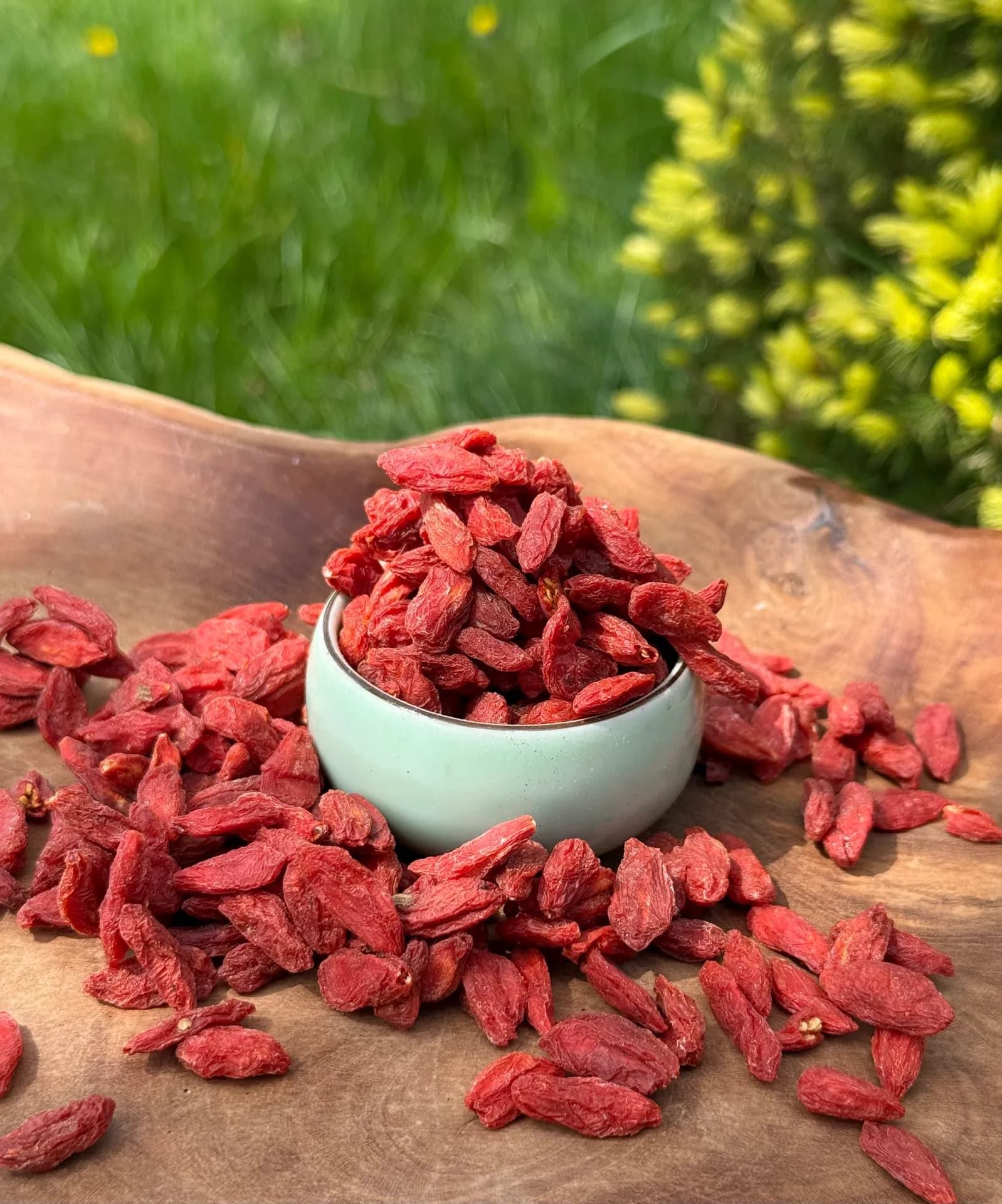 Gou Qi Zi – owoc kolcowoju (jagody goji)
